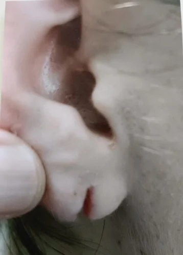 לפני תיקון תנוך
